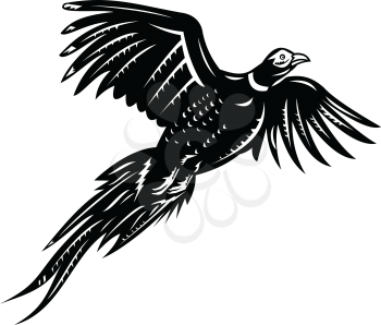 Retro style illustration of a ring-necked pheasant or common pheasant, a game bird flying viewed from low angle on isolated background done in black and white style.