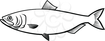 Stencil illustration of a blueback herring or blueback shad Alosa aestivalis, an anadromous species of herring from North America side view on isolated background done in black and white retro style.