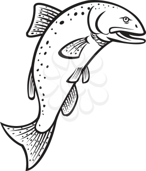 Cartoon style illustration of a Chinook salmon Oncorhynchus tshawytscha king salmon, Quinnat salmon, chrome hog, Tyee salmonon, jumping up on isolated background done in black and white.