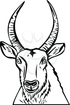 Stencil illustration of head of a Defassa waterbuck, a large antelope found widely in sub-Saharan Africa, viewed from front on isolated background done in black and white retro style.
