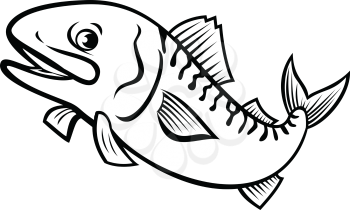 Cartoon style illustration of an Atlantic mackerel, Boston mackerel or Norwegian mackerel, a fish species found in the temperate waters jumping up on isolated background done in black and white.