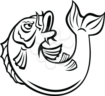 Cartoon style illustration of a Koi, jinli or nishikigoi fish, colored varieties of the Amur carp Cyprinus rubrofuscus, jumping up on isolated background done in black and white.