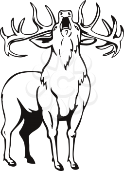 Stencil illustration of A red deer Cervus elaphus, one of the largest deer species, roaring viewed from front on isolated background done in black and white retro style.