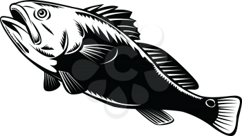 Woodcut illustration of a red drum, redfish, channel bass, puppy drum or spottail bass, a game fish found in the Atlantic Ocean from Florida to Mexico, jumping done in black and white retro style.