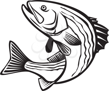 Retro style illustration of a striped bass, Morone saxatilis, Atlantic striped bass, striper, linesider, rock or rockfish, an anadromous perciform fish jumping up isolated done in black and white.
