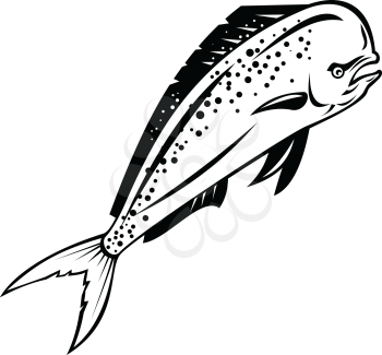 Retro style illustration of a mahi-mahi, dorado or common dolphinfish(Coryphaena hippurus), a surface-dwelling ray-finned fish, swimming up done in black and white on isolated background.
