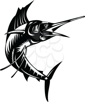 Retro woodcut style illustration of an Atlantic sailfish or Istiophorus albicans, a billfish living in the Atlantic areas, jumping up viewed from front on isolated background done in black and white.