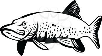 Retro style illustration of a northern pike, lakes pike, great northern pike or jackfish, a species of carnivorous fish of genus Esox swimming on isolated background done in black and white.