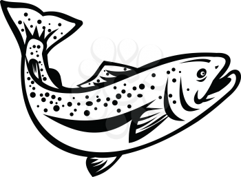 Retro style illustration of rainbow trout (Oncorhynchus mykiss), a species of salmonid native to cold-water tributaries of the Pacific Ocean jumping up on isolated black and white background.