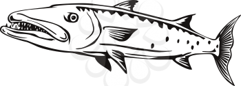 Retro style illustration of a barracuda or Sphyraena barracuda, a large, predatory saltwater ray-finned fish of the genus Sphyraenapredatory, swimming viewed from side on isolated background done in black and white.