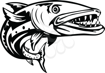 Retro woodcut style illustration of a barracuda or Sphyraena barracuda, a large, predatory saltwater ray-finned fish of the genus Sphyraenapredatory, swimming up from front on isolated background done in black and white.