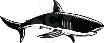 Retro woodcut style illustration of a great white shark Carcharodon carcharias, white shark or white pointer, a species of large mackerel shark side view done in black and white.