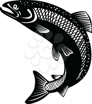 Retro woodcut style illustration of rainbow trout, Oncorhynchus mykiss, steelhead, Columbia River redband trout, coastal rainbow trout, a species of salmonid on isolated background in black and white.