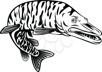 Retro style illustration of a  tiger muskellunge, Esox masquinongy, tiger muskie, a carnivorous fish hybrid offspring of true muskellunge and northern pike on isolated background in black and white.