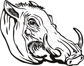 Retro woodcut style illustration of head of a common warthog or Phacochoerus africanus, a wild member of the pig family Suidae found in sub-Saharan Africa on isolated background in black and white.