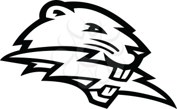 Black and white mascot illustration of head of a North American beaver, a large, primarily nocturnal, semi-aquatic rodent, biting lightning bolt or thunderbolt side view on isolated background in retro style.