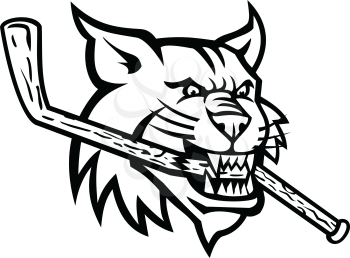 Black and white mascot illustration of head of a bobcat, a North American cat, biting a broken wooden ice hockey stick viewed from side on isolated background in retro style.