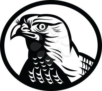 Retro woodcut style illustration of head of a northern goshawk, a medium-large diurnal raptor in the family Accipitridae, set in circle  on isolated background done in black and white.