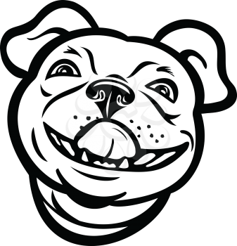 Mascot illustration of head of a Boston terrier breed of dog smiling and licking his nose viewed from front on isolated background in retro black and white style.