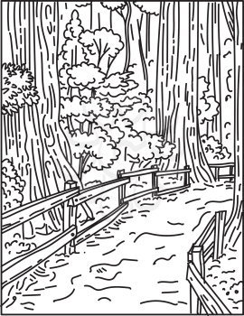 Mono line illustration of towering old-growth redwoods in Muir Woods National Monument part of Golden Gate National Recreation Area, California done in retro black and white monoline line art style.