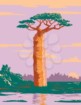 WPA poster art of a Grandidier's baobab or Adansonia grandidieri, the biggest and most famous of Madagascar's species of baobabs endemic to island of Madagascar in works project administration style.
