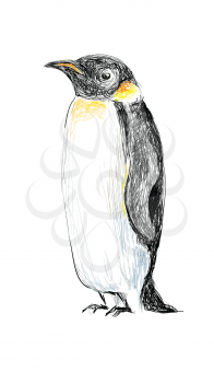 Penguin Hand Drawn 