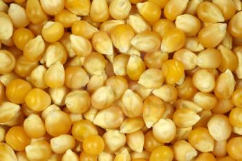 Royalty Free Photo of a Popping Corn