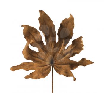 Royalty Free Photo of a Dry Leaf