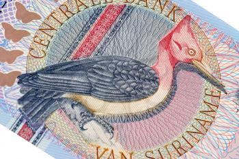 Royalty Free Photo of an Exotic Bird on a Banknote From Suriname