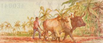 Royalty Free Photo of a Plowing With Water Buffalo from Guinea