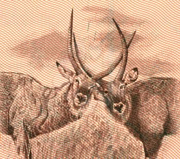 Royalty Free Photo of Two Antelope on 10 Kwanzas 1999 Banknote from Angola
