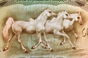 Arabian Horses on 25 Dinars 1978 Banknote from Iraq.