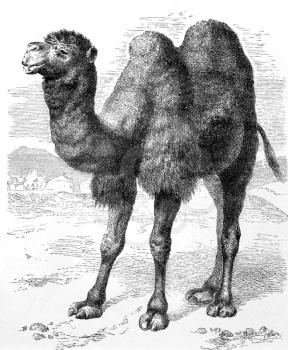 Bactrian Camel on engraving from 1890. Engraved by unknown artist and published in Meyers Konversations-Lexikon, Germany,1890.