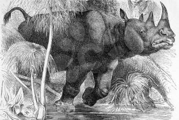 Black Rhinoceros on engraving from 1890. Engraved by unknown artist and published in Meyers Konversations-Lexikon, Germany,1890.