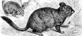 Chinchilla on engraving from 1890. Engraved by unknown artist and published in Meyers Konversations-Lexikon, Germany,1890.