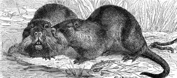 Coypu on engraving from 1890. Engraved by unknown artist and published in Meyers Konversations-Lexikon, Germany,1890.