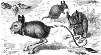 Egyptian Jerboa on engraving from 1890. Engraved by unknown artist and published in Meyers Konversations-Lexikon, Germany,1890.