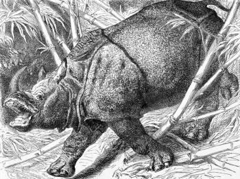 Indian Rhinoceros on engraving from 1890. Engraved by unknown artist and published in Meyers Konversations-Lexikon, Germany,1890.