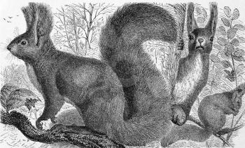 Red squirrel on engraving from 1890. Engraved by unknown artist and published in Meyers Konversations-Lexikon, Germany,1890.