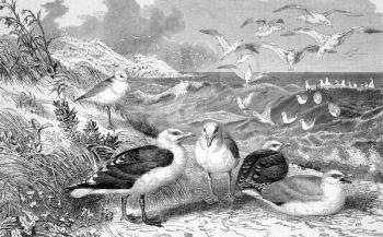 Seagulls on engraving from 1890. Engraved by unknown artist and published in Meyers Konversations-Lexikon, Germany,1890.