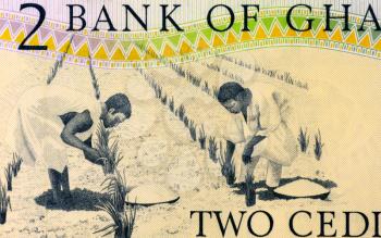 Workers Tending Plants on 2 Cedis 1979 Banknote from Ghana.