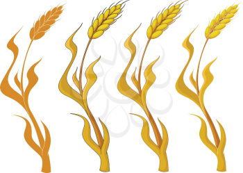 illustration of a collection wheat