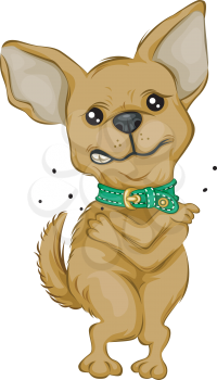 Royalty Free Clipart Image of a Scratching Chihuahua