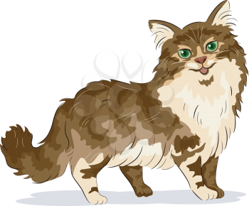 Illustration of Maine Coon Cat