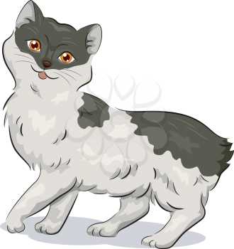 Illustration of a Manx Cat
