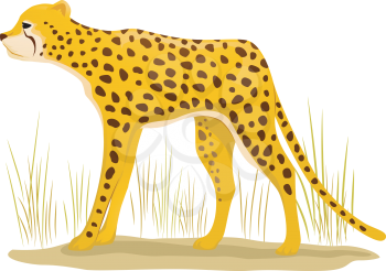 Illustration Featuring a Cheetah Standing on a Patch of Dry Grass