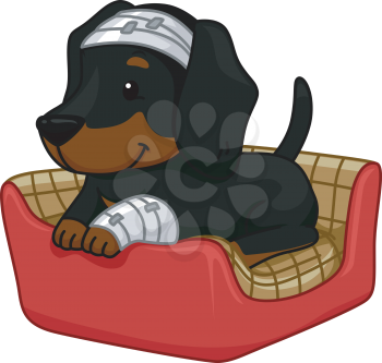 Illustration of a Cute Dachshund Sporting First Aid Bandages
