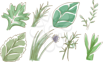 Sketchy Illustration Featuring Different Herbs
