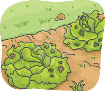 Illustration of Vegetables Infested With Disease