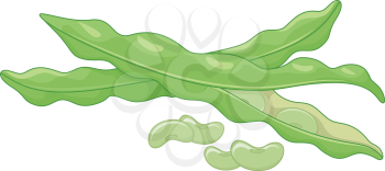 Illustration of a Pair of Lima Beans With Its Seeds Popping Out